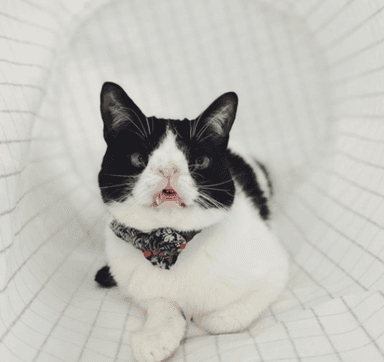 Cute cat influencer