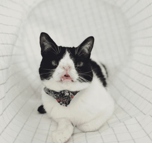 Curious cat