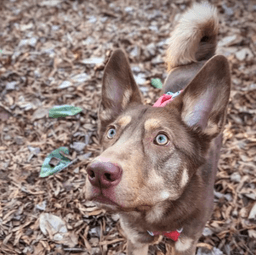 Happy dog influencer