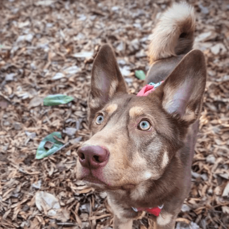 Happy dog
