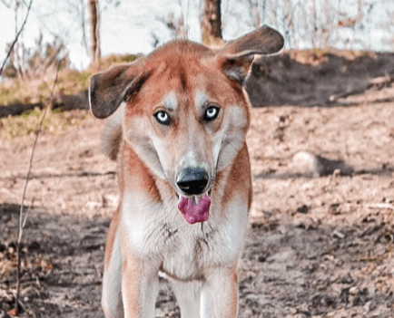 Dog outside