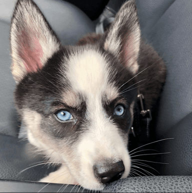 Sweet pet