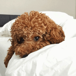Pet background